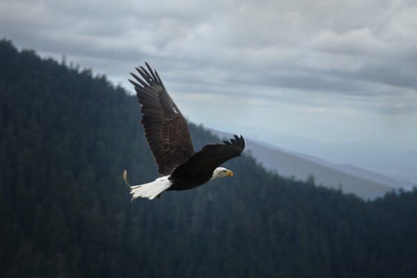 Grouse Mountain