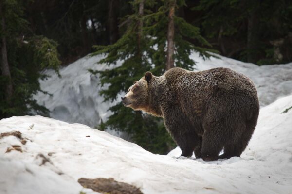 Coola, Grouse Mountain