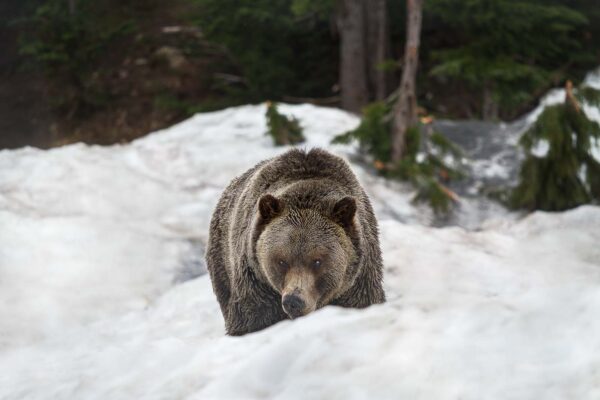 Coola, Grouse Mountain