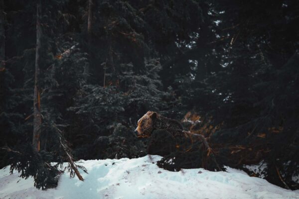 VAN-20180017-Coola-Grizzly-Vancouver-Grouse-Mountain-Canada